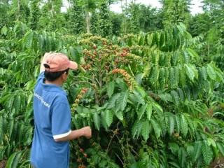 NHNN Việt Nam chủ trì triển khai phương án cho vay tái canh cà phê