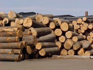 Dự kiến giảm thuế tài nguyên đối với một số nhóm gỗ