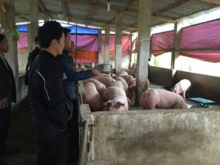 Hỗ trợ kinh doanh cho nông hộ tỉnh Cao Bằng, Bắc Kạn