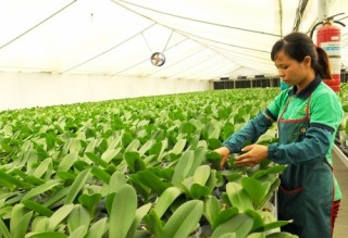 Nông nghiệp Hà Nội: Lấy công nghệ cao làm trọng tâm