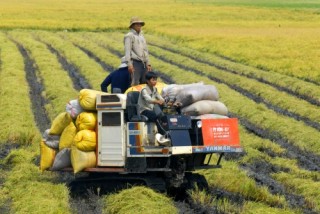 Tái cơ cấu nông nghiệp theo hướng giảm trồng lúa