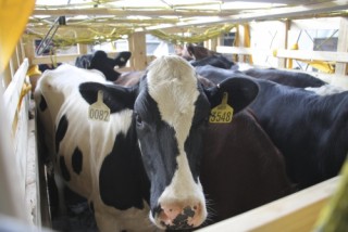200 con bò sữa hữu cơ “cưỡi” máy bay từ Úc về Việt Nam