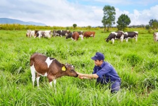Vinamilk và kế hoạch phát triển đàn bò sữa 200.000 con
