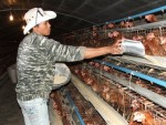 Thị trường thức ăn chăn nuôi: Cuộc cạnh tranh không cân sức