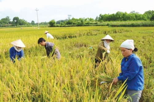 tim loi giai cho xuat khau gao viet nam