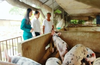 Kienlongbank giảm lãi suất cho khách hàng chăn nuôi lợn