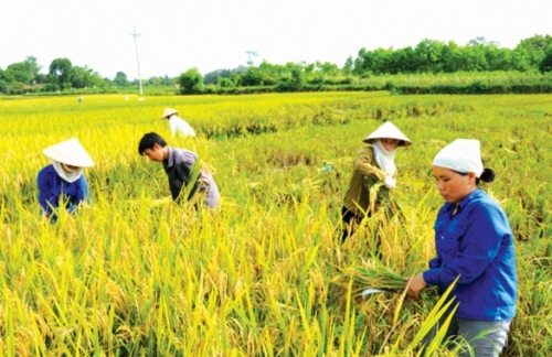 lua gao xuat khau khoi sac