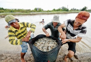 Tôm Việt trước “cửa hẹp” vào Hoa Kỳ