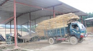 Nghịch lý nguyên liệu gỗ