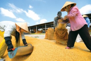Gạo Việt: Trong chán ngoài chê