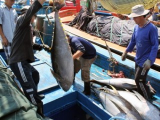 Nhật Bản bàn giao công nghệ khai thác cá ngừ đại dương cho ngư dân Bình Định