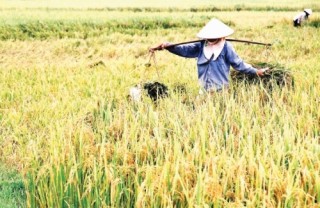 DN xuất khẩu gạo gia tăng giá trị thương phẩm