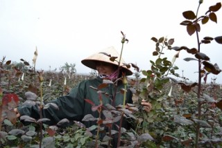 Hà Nội: Tích cực hoàn thành mục tiêu đạt chuẩn nông thôn mới năm 2019