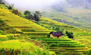 Đánh thức gạo đặc sản Việt Nam